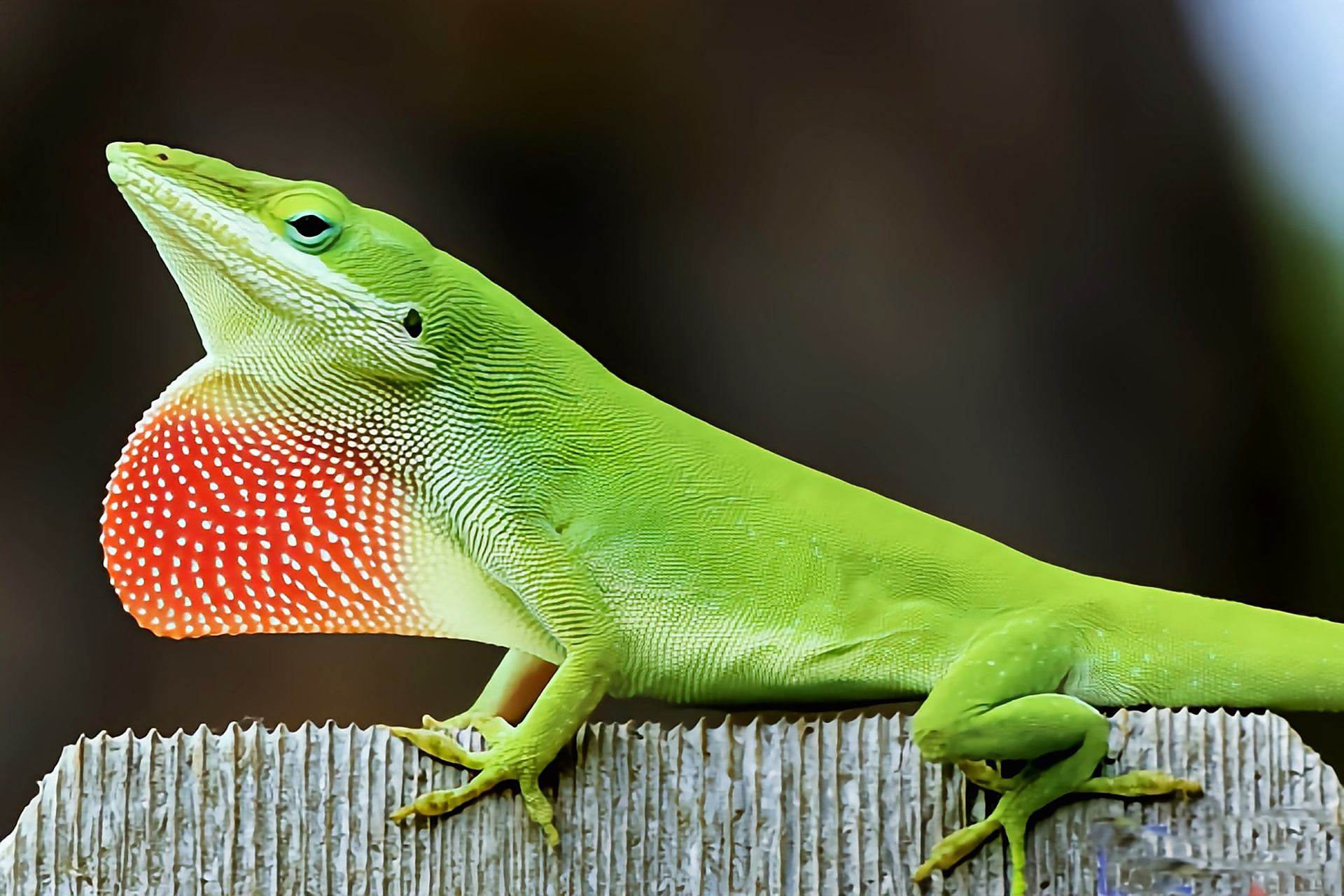 每天认识一种动物——绿色安乐蜥 绿色安乐蜥原产于北美洲美国东南部