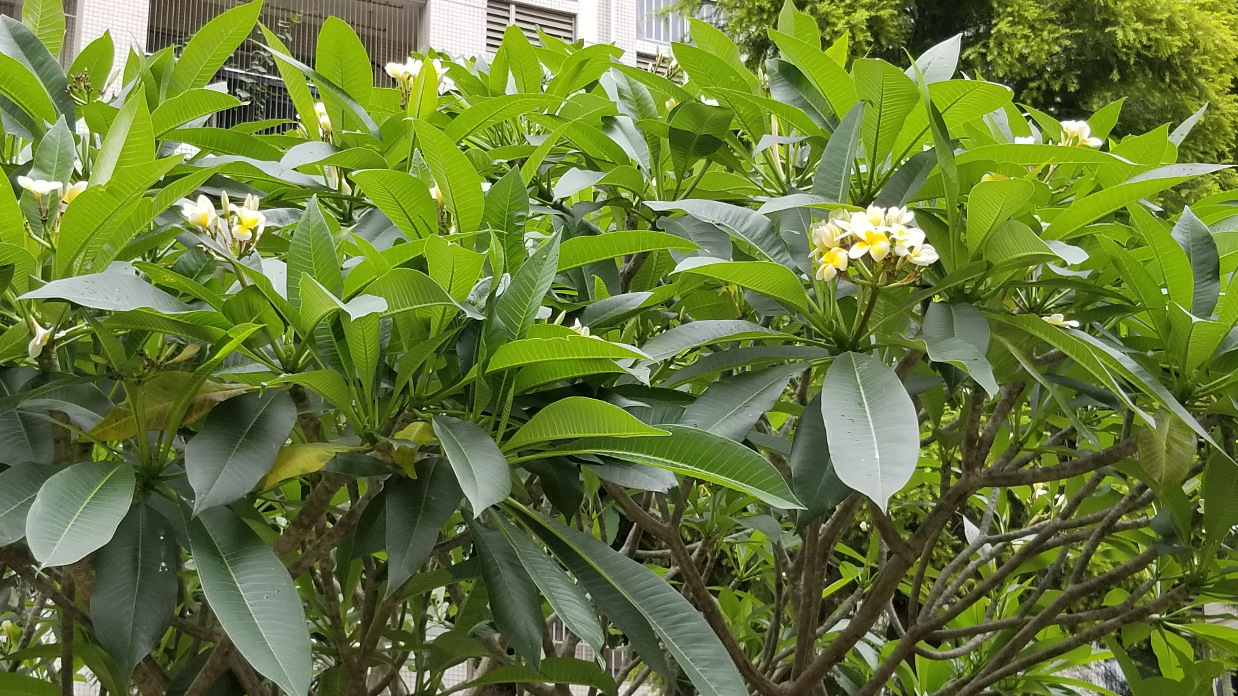 鸡蛋花长啥样图片