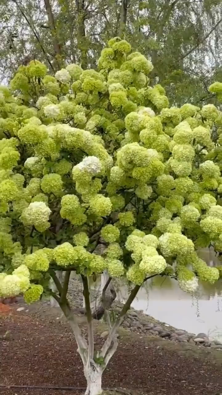 非常壮观的一款中华木绣球斗球花,摄影必备的一款"神器"栽一颗绝对不