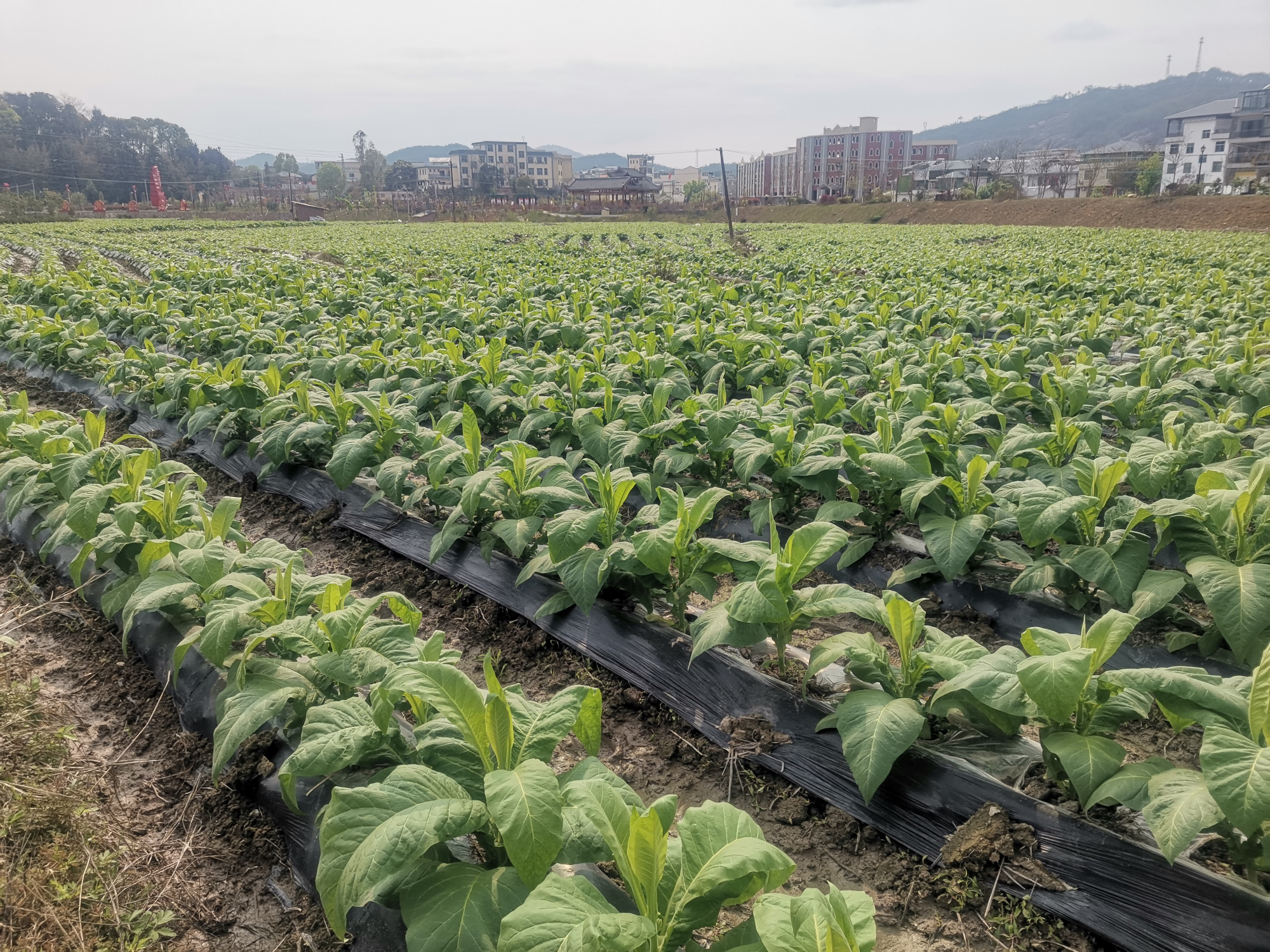 广东梅州烟草种植基地,烟草种植