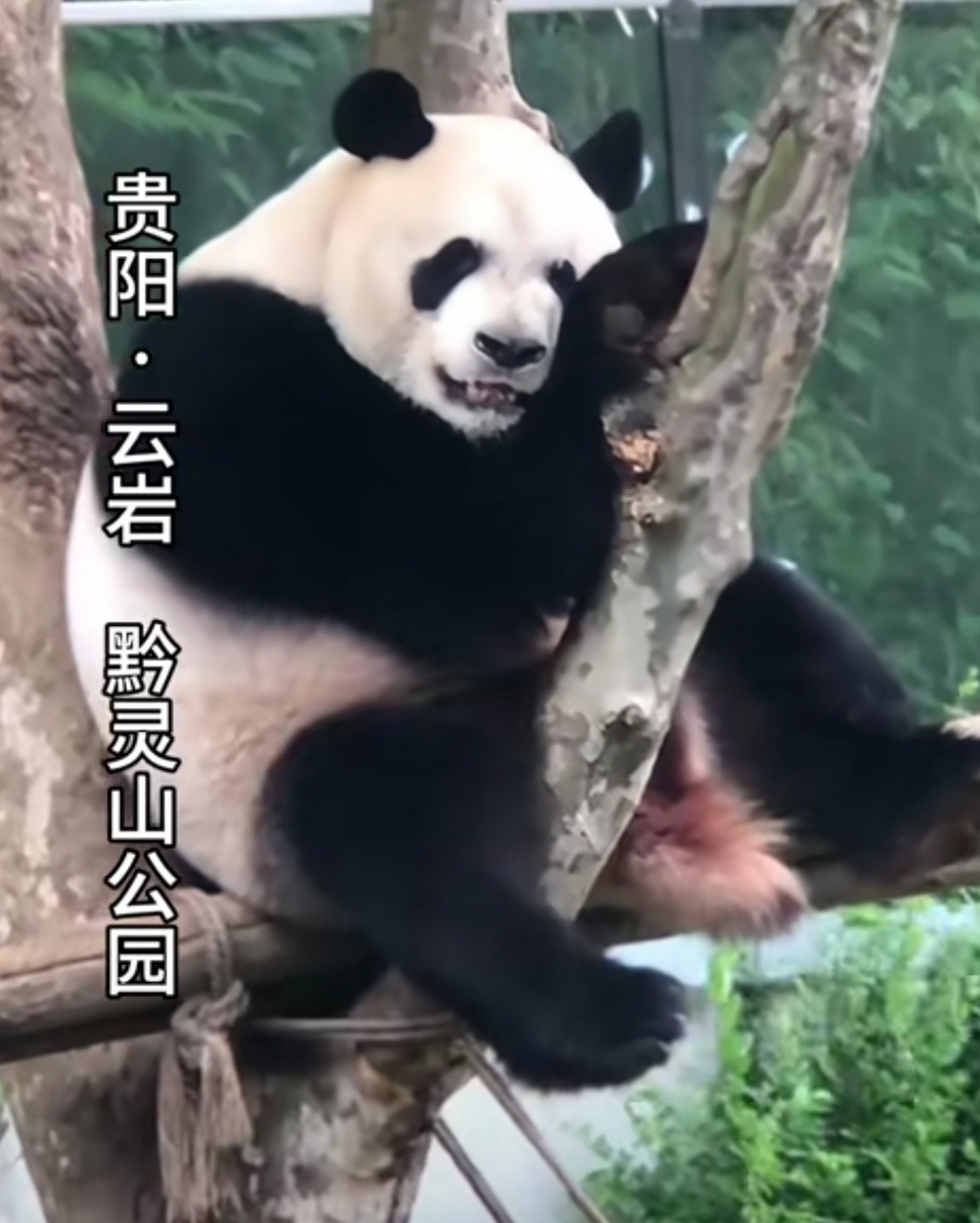 大熊猫94一星宝也有麻烦