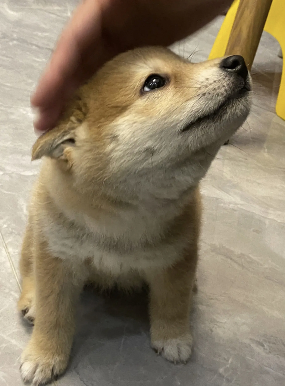 好可爱的柴犬,摸一下就飞机耳!#狗狗