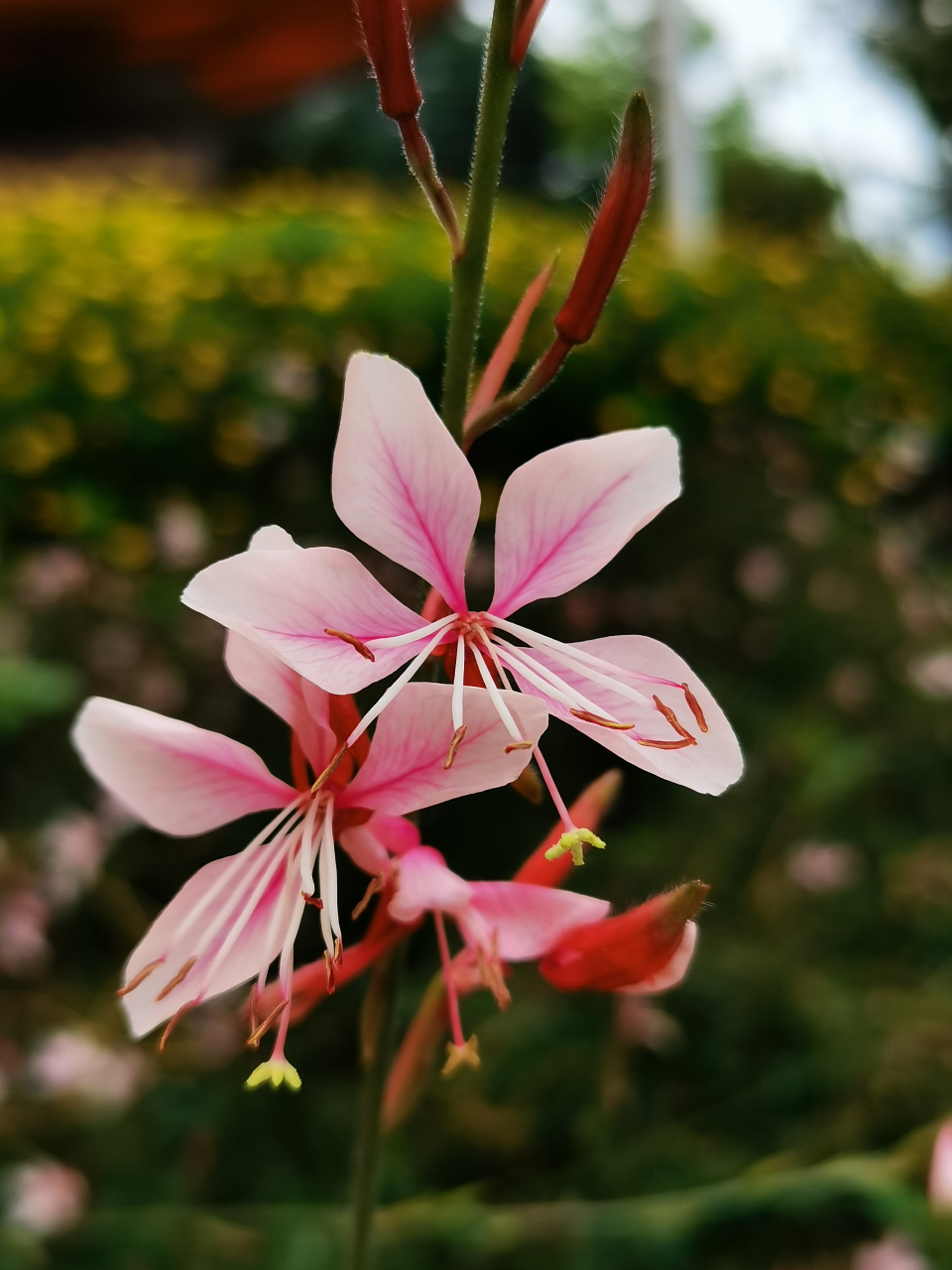 94山桃草花萼片为淡粉红色,花瓣为白色或粉红色,花期5-9月,果期8-9