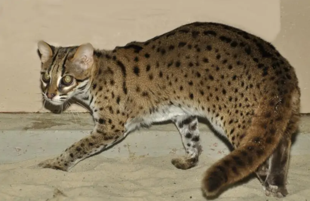 极其罕见!海南城区首次发现"石虎",豹猫为何现身五源河湿地?