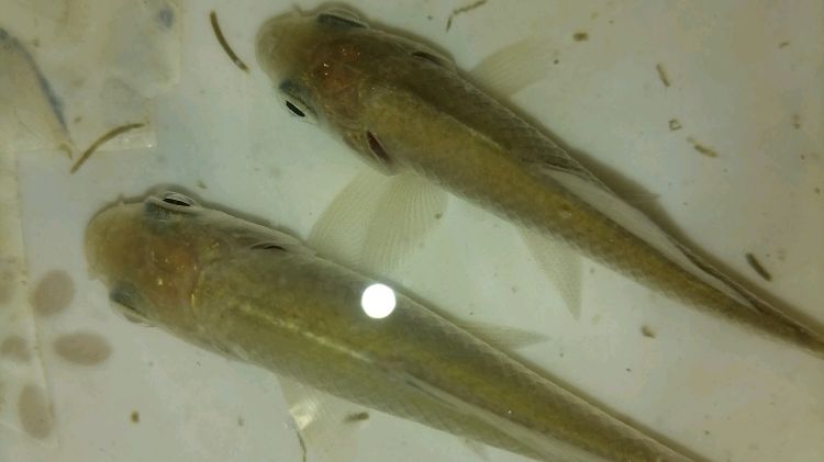 钓鱼人了解了鱼竿的硬度和调性,那你在挑选鱼竿时不再迷茫