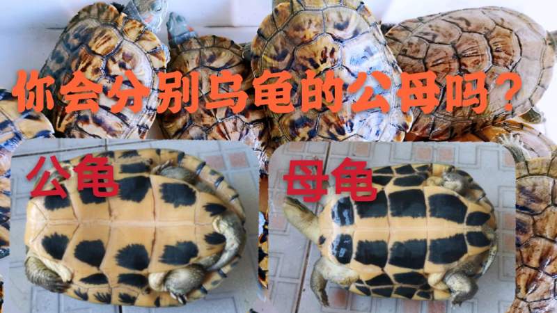 怎样分辨石金钱龟的公母受精后的龟蛋是怎样的一起来看看吧
