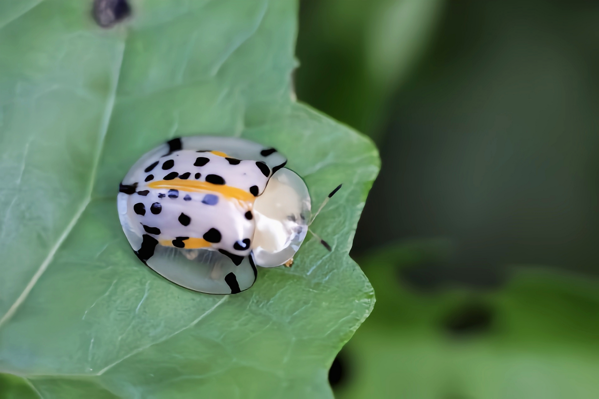 每天认识一种昆虫——星斑梳龟甲 星斑梳龟甲又名大黑星龟金花虫,体长