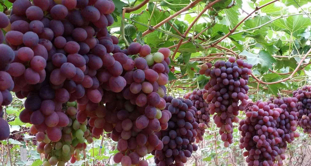 农民采取"笨"方法种植葡萄,产量低成本高,为啥还能多赚钱