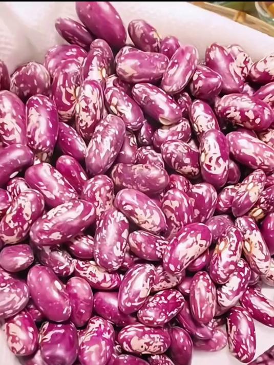 芸豆 正宗东北紫花芸豆