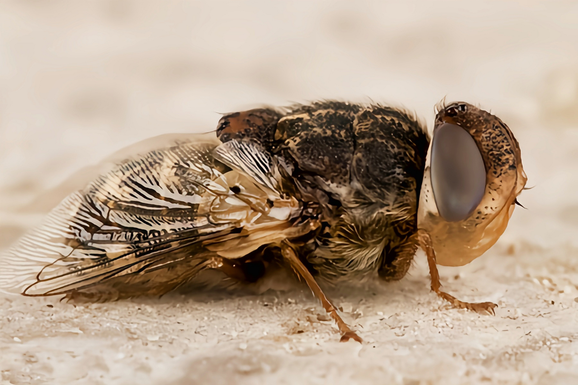 每天认识一种昆虫——羊狂蝇 羊狂蝇别名羊鼻蝇,原产于亚洲中部及东部