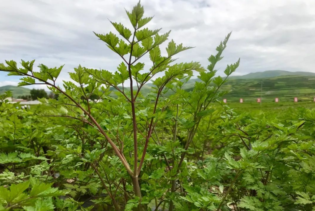 当归种植条件和方法