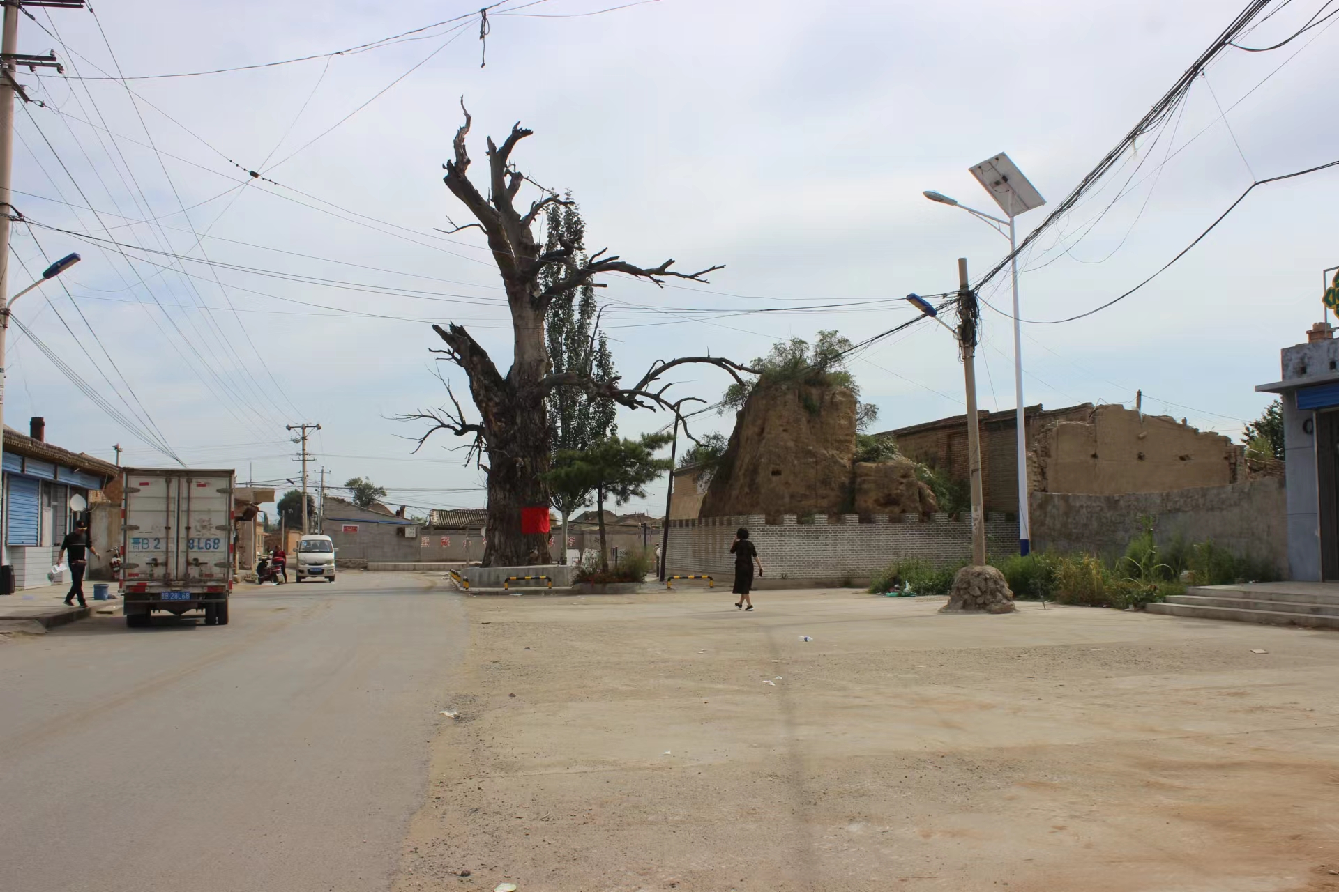 山西阳高罗文皂乡太平堡村,这里有棵300年的古树