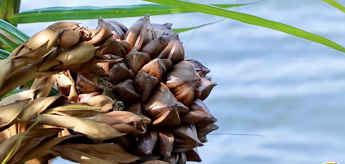 热带奇葩水果之:水椰子