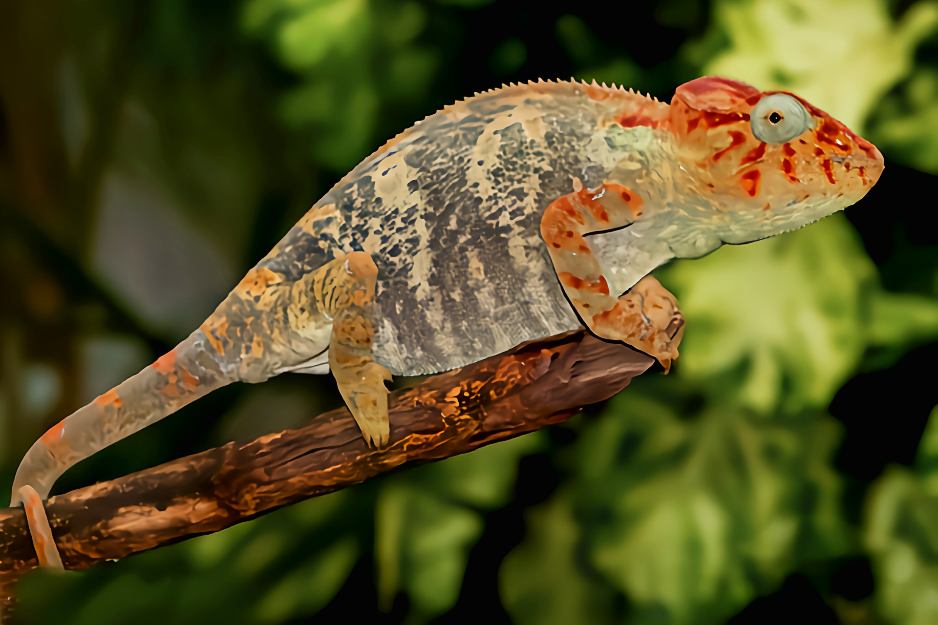 每天认识一种动物——奥力士变色龙 奥力士变色龙别名沃斯特里蒂避役