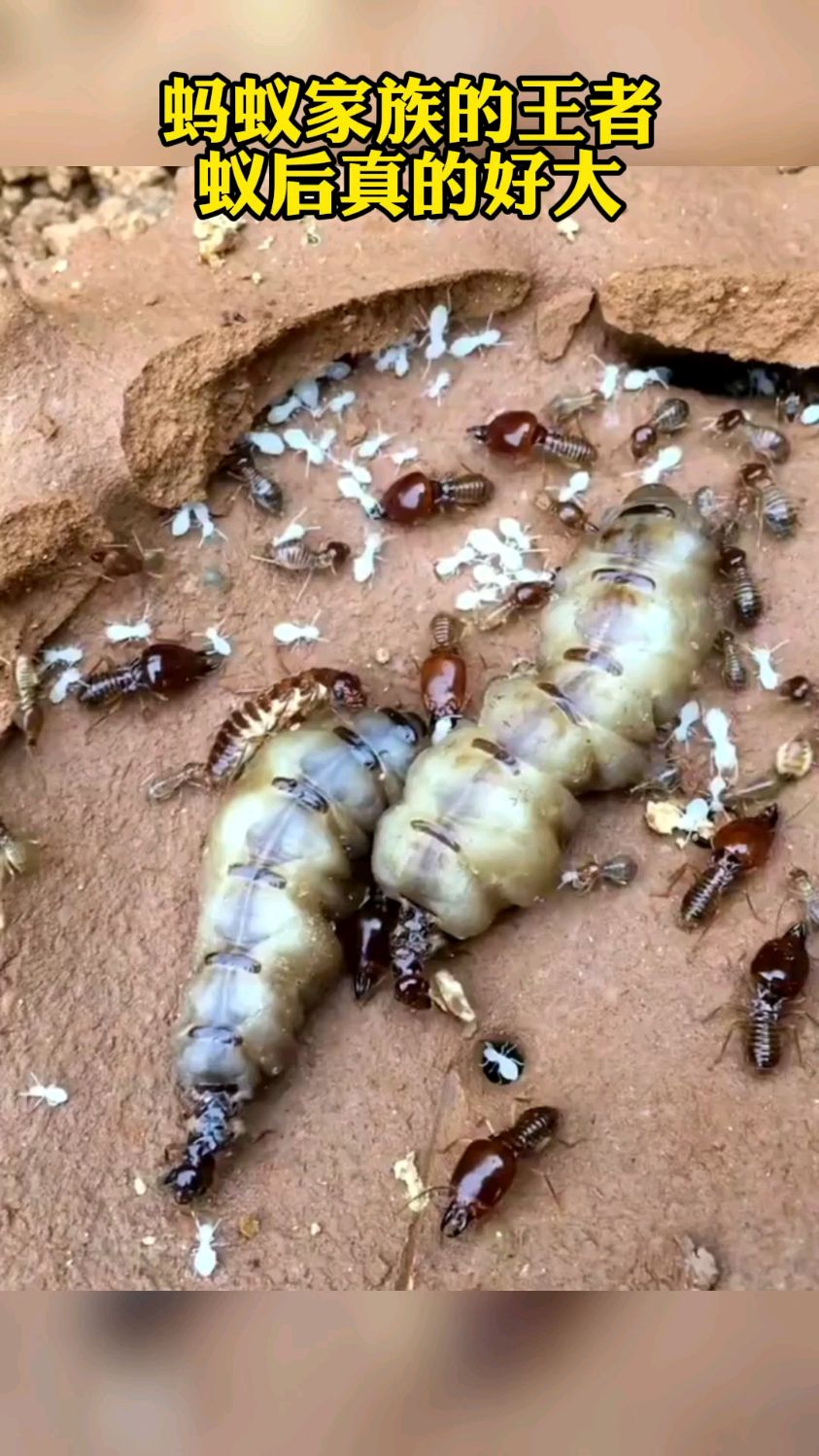 据说白蚁蚁后油炸很香有吃过的吗