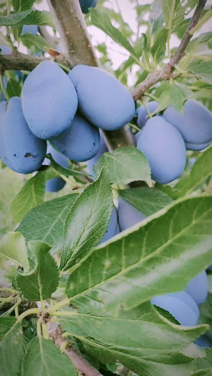 蓝蜜西梅李子