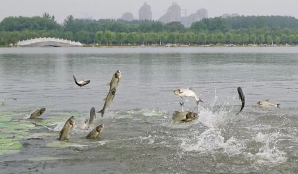 鲤鱼跳出水面图片图片