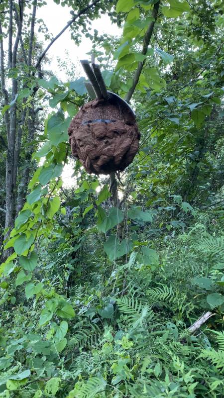 凶猛的马蜂也可以人工养殖看一下留种的蜂群长的怎么样