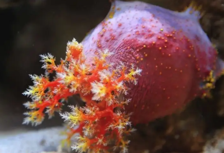 海苹果是动物还是植物?