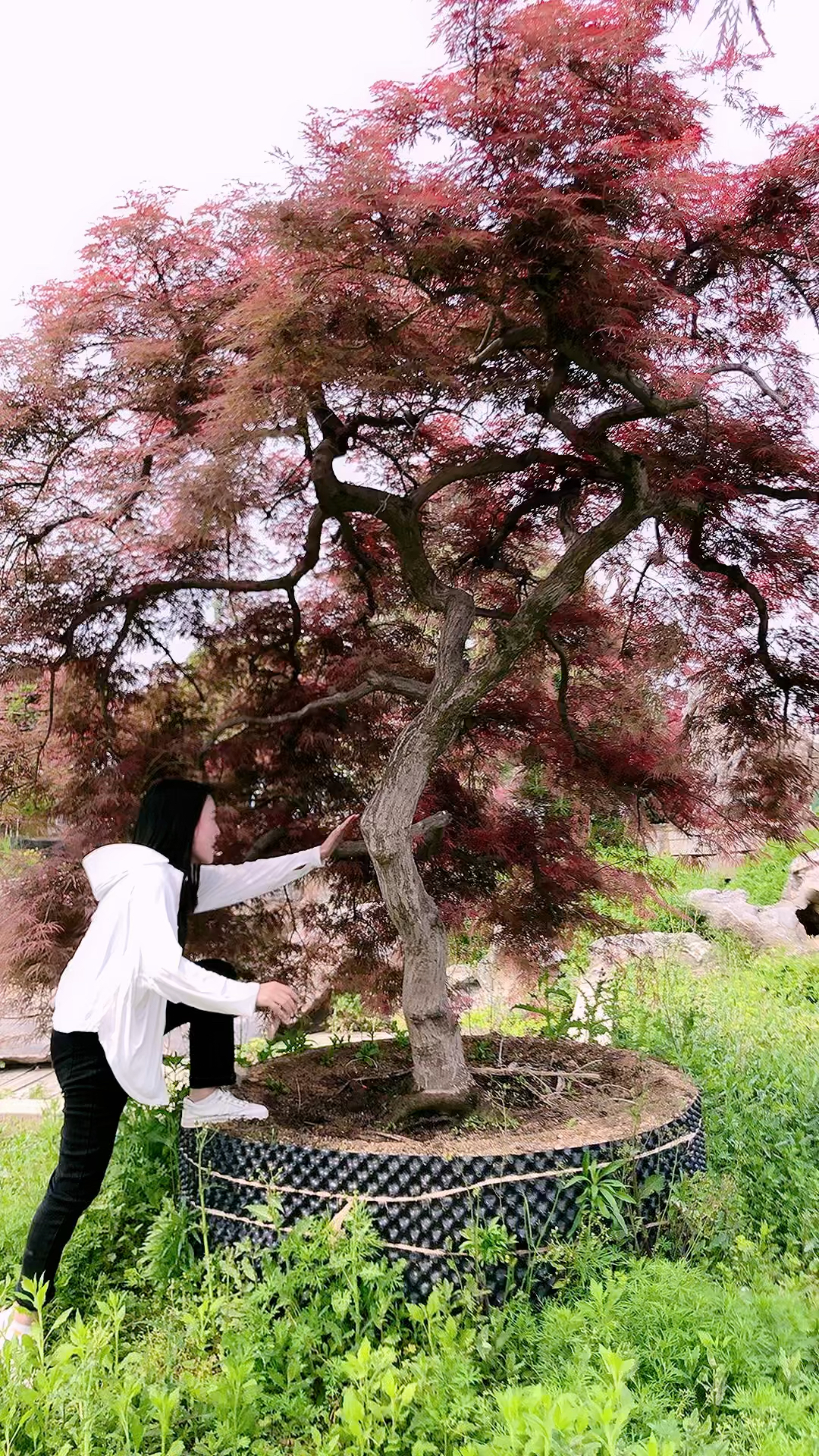 进口羽毛枫盆景