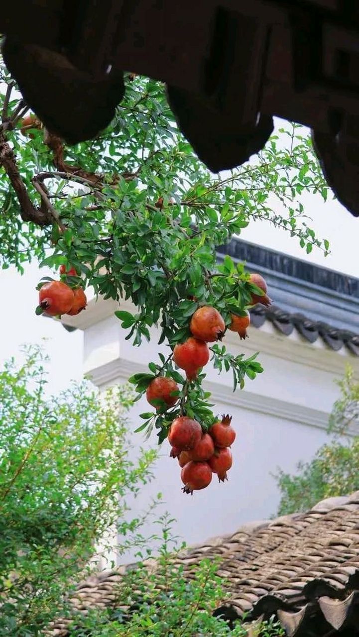 可羡瑶池碧桃树,碧桃红颊一千年.