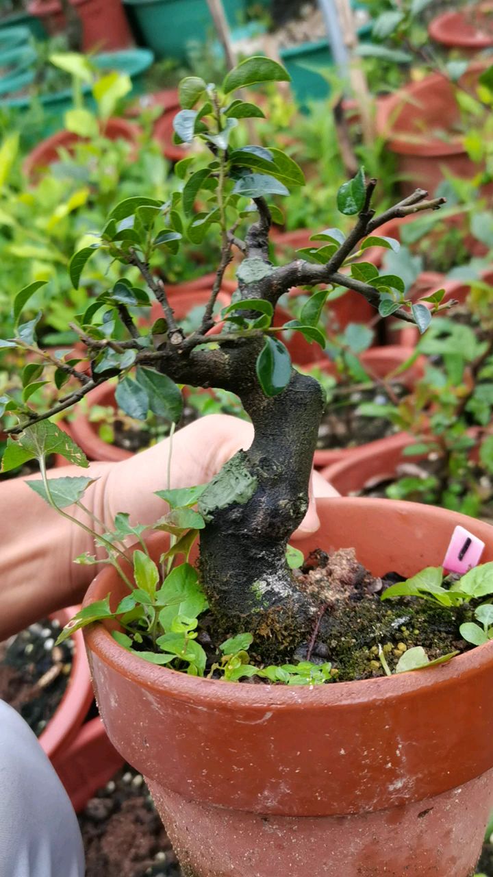 大树型金弹子小品