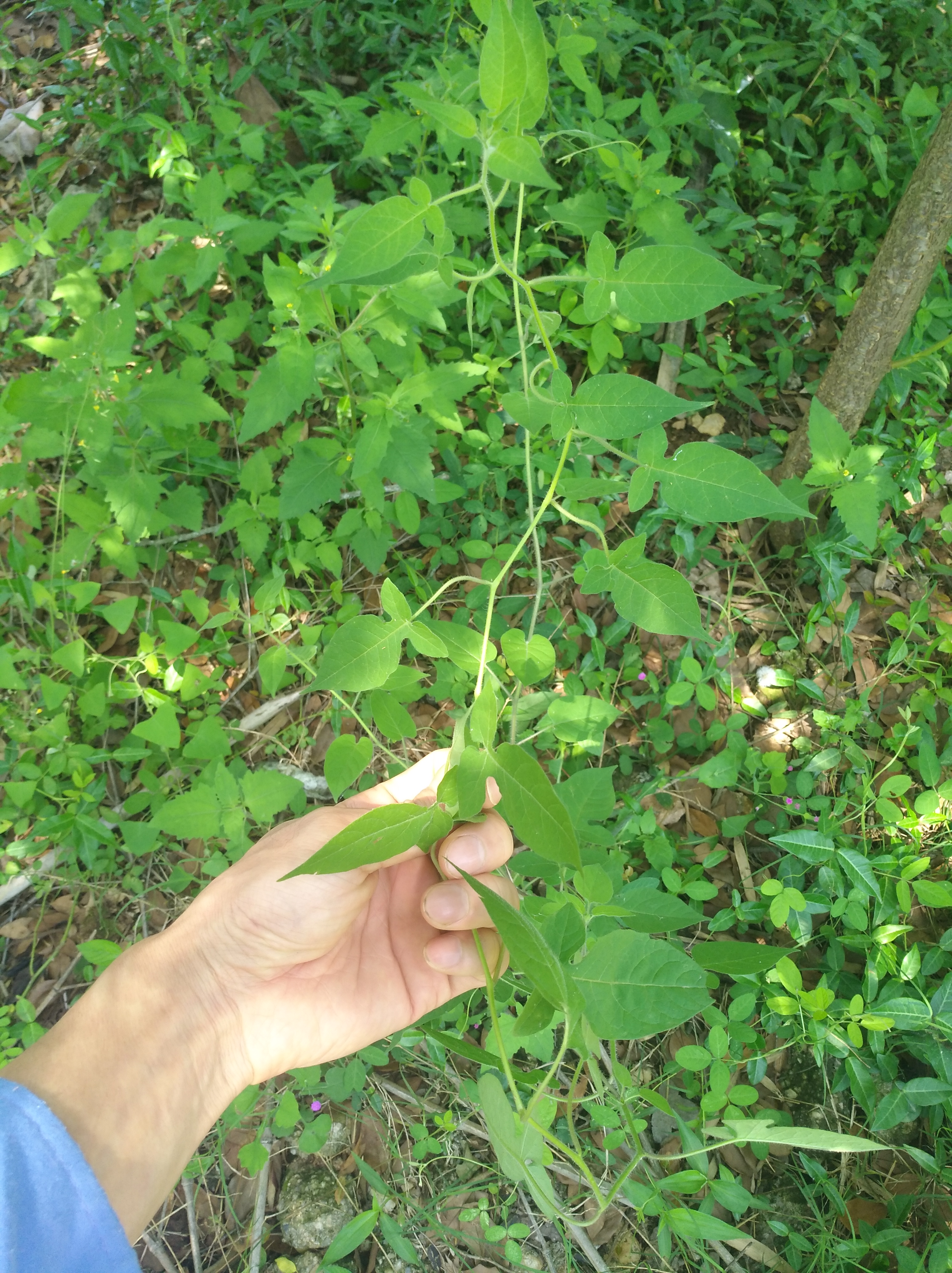 野生白英,有抗癌抗肿瘤功效及观赏价值,网友知道那些用途吗?