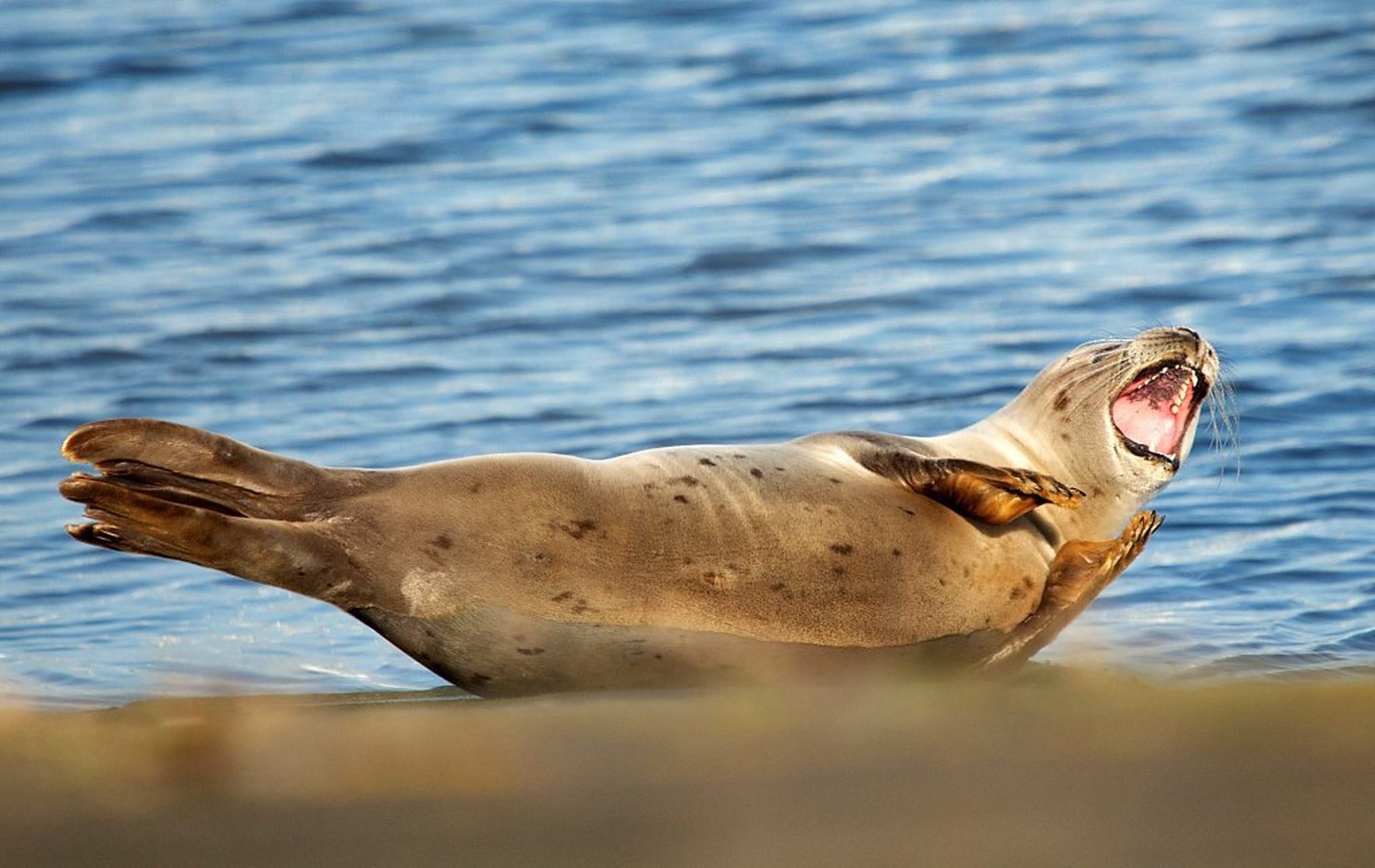 比利时尼乌波特,一只海豹似乎在做瑜伽动作,对镜头大摆pose