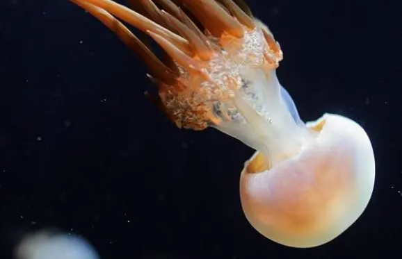 海蜇长什么样