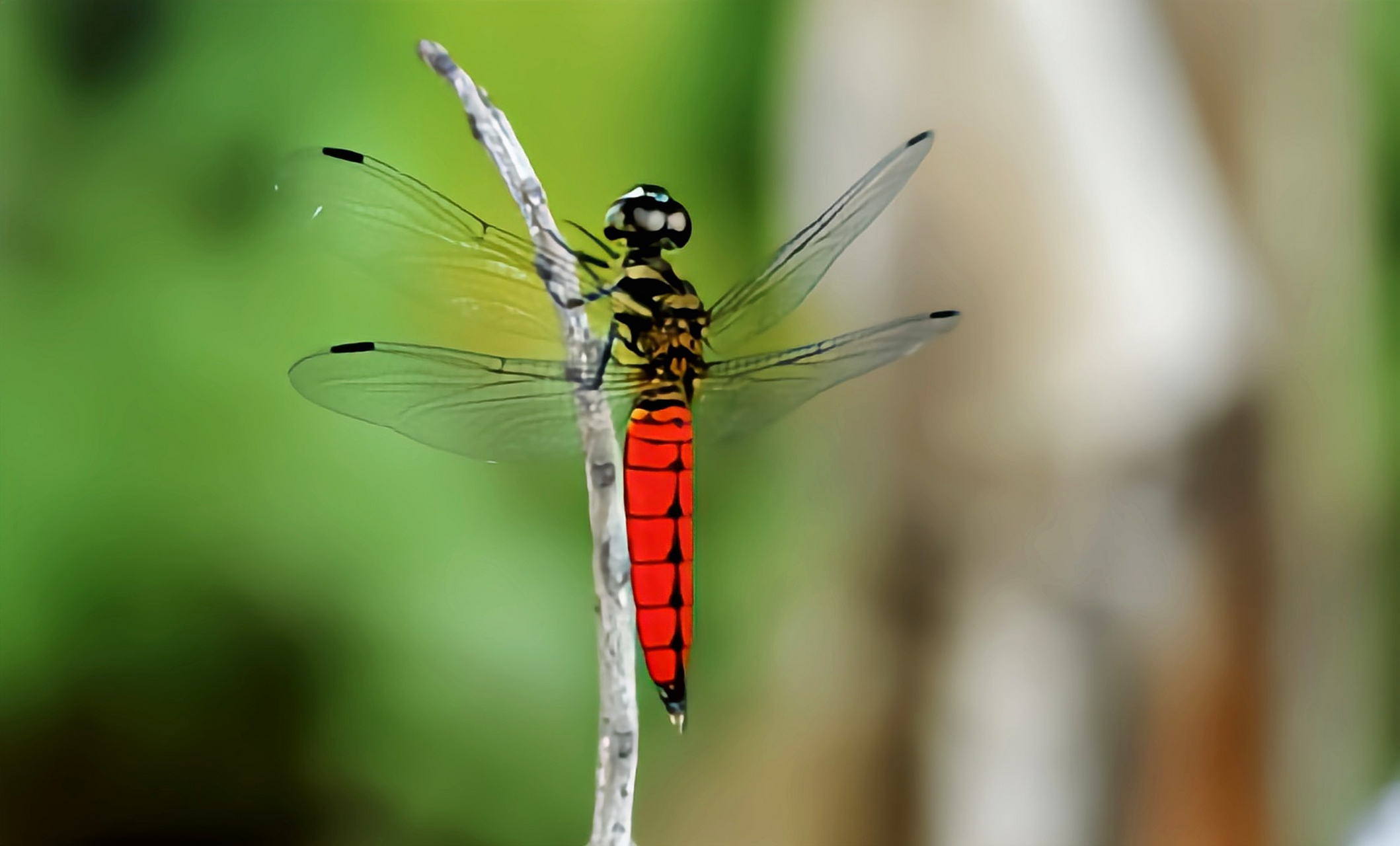 华丽宽腹蜻别名广腹蜻蜓,是蜻蜓目,蜻科,宽腹蜻属昆虫,分布于我国南方