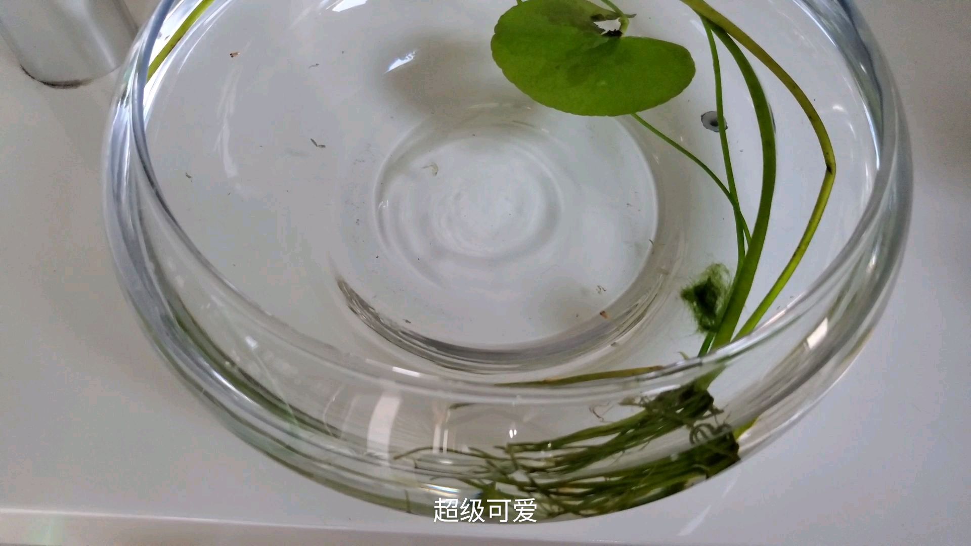 剑尾鱼“夫妇”成功繁殖了属于自己的孩子