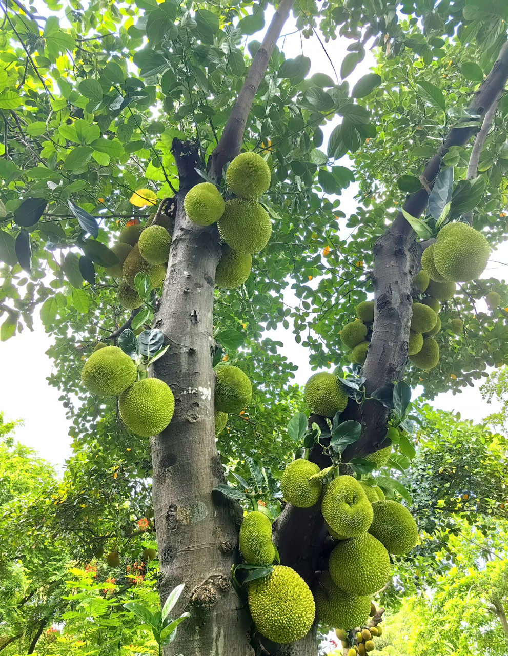 菠萝蜜树照片图片