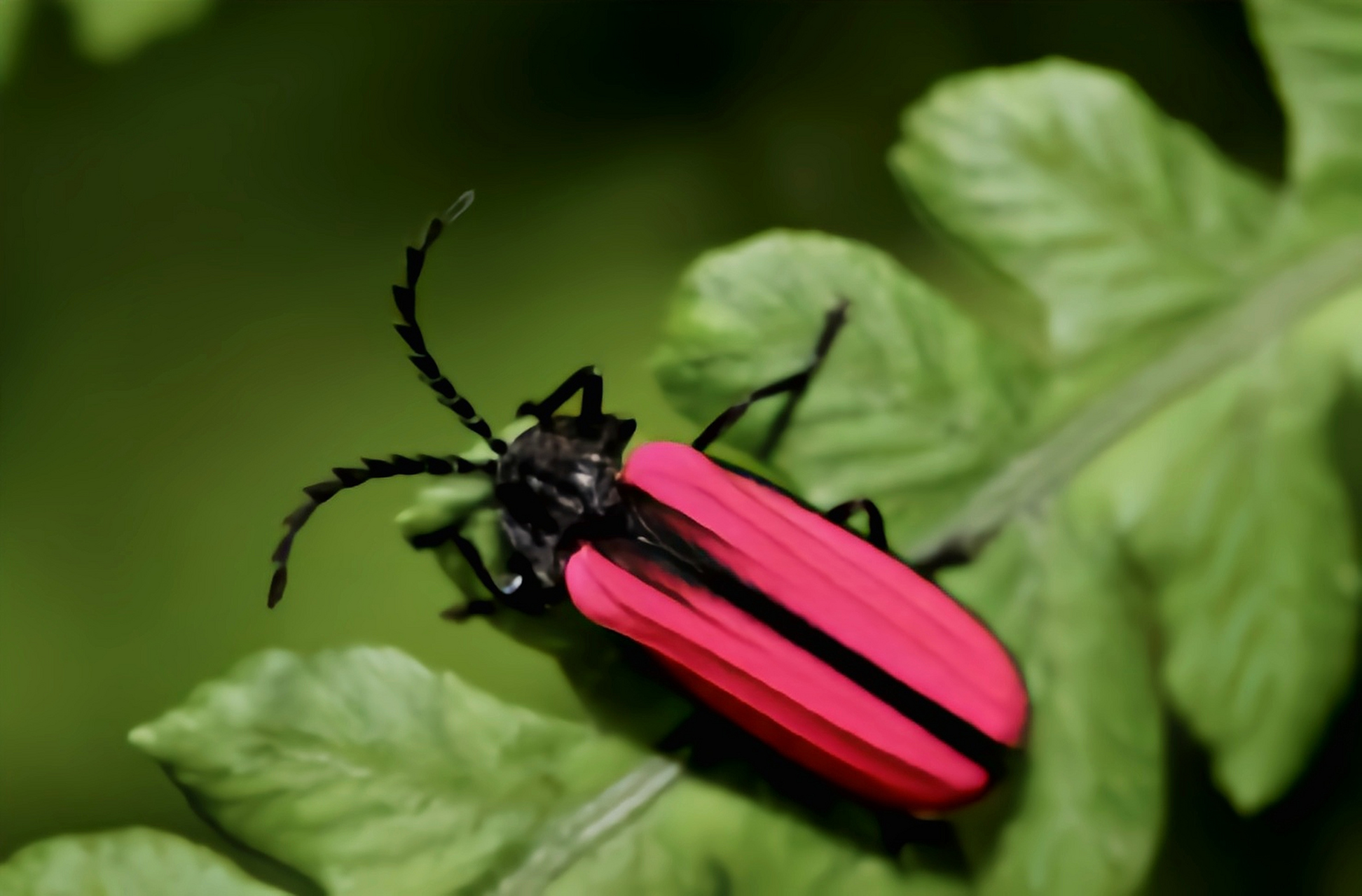 每天认识一种昆虫——鹿野氏红翅萤 鹿野氏红翅萤别名红翅萤,鹿野氏赤