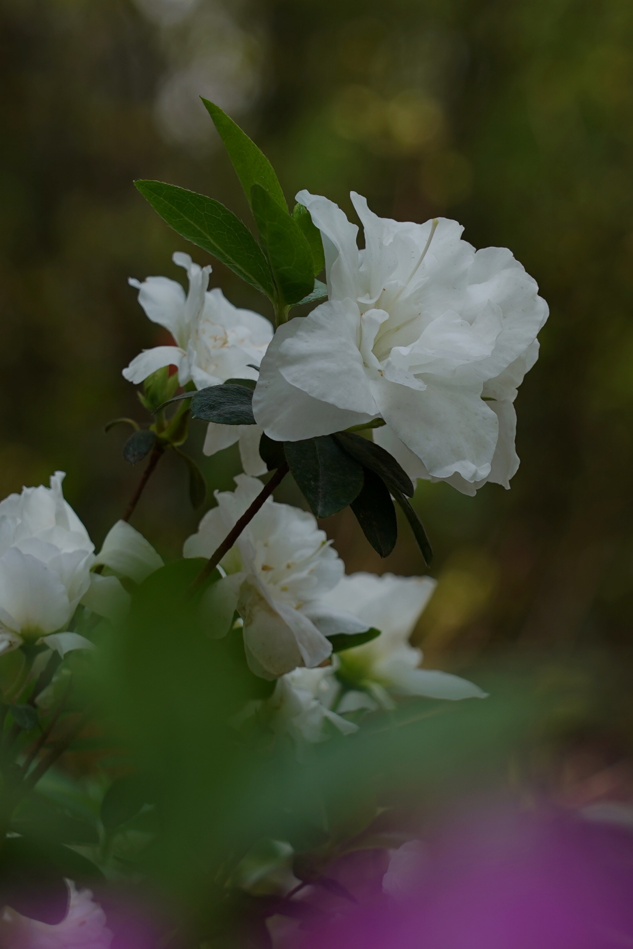 杭州临平公园杜鹃园杜鹃花于每年清明左右盛开,美不胜收