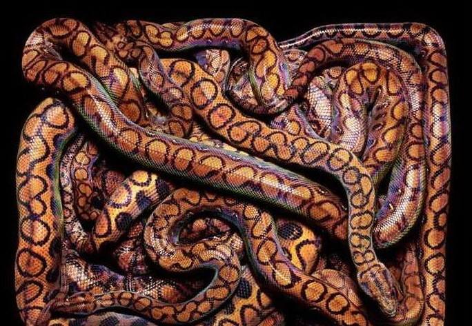 梦境交织，红色长蛇与白色梦境的深层解析