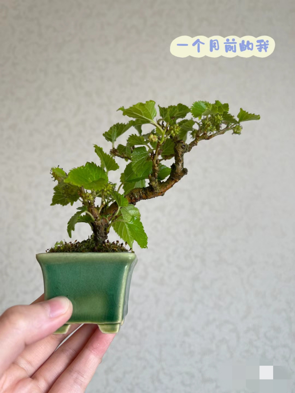 家里栽桑葚,小桑葚熟啦!