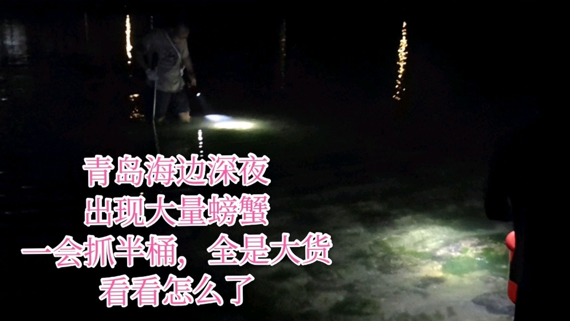 山东青岛海边退大潮,出现大量野生螃蟹全是大货,看看怎么了
