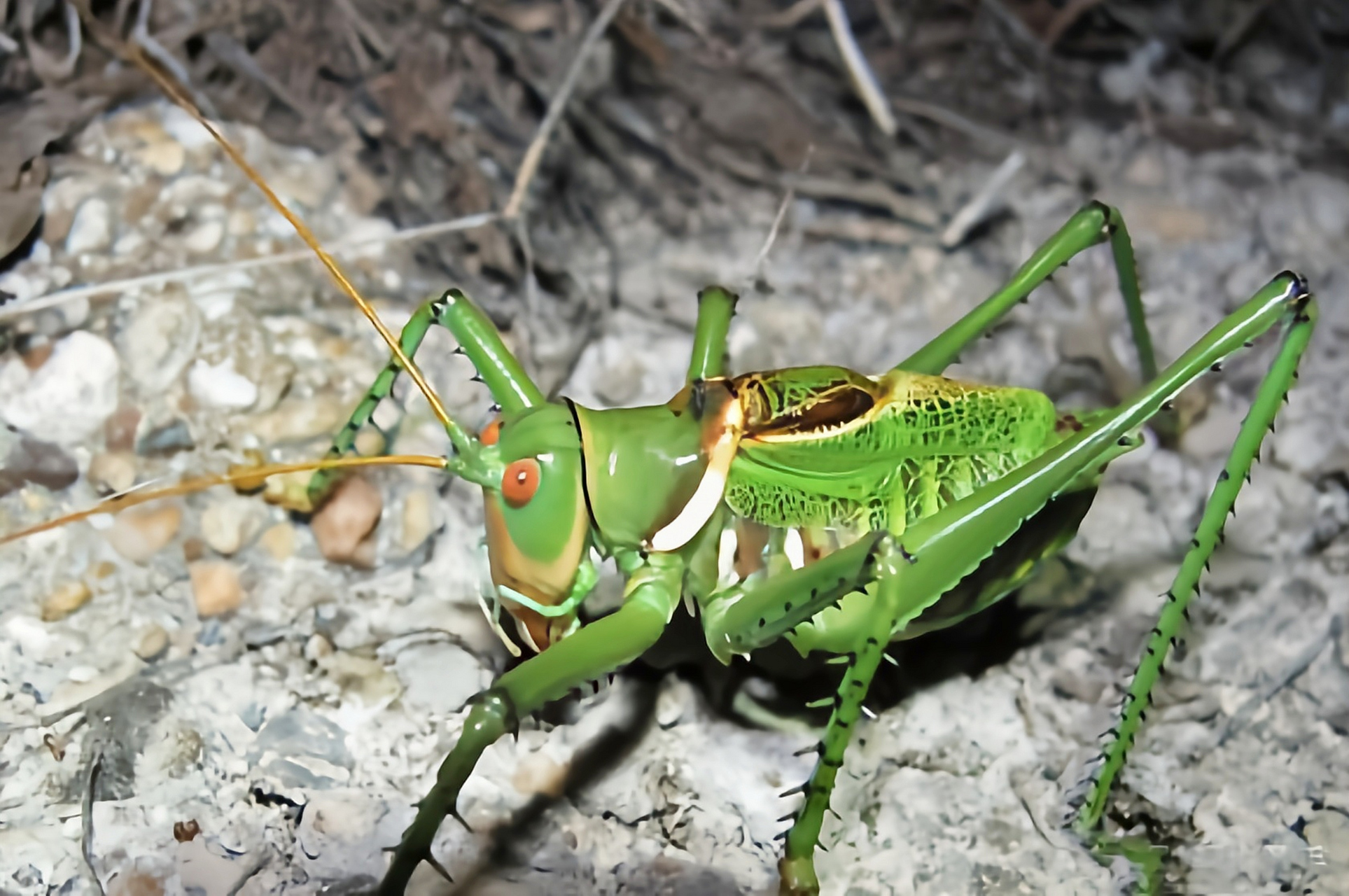 每天认识一种昆虫——红眼恶魔螽 红眼恶魔螽 别名红