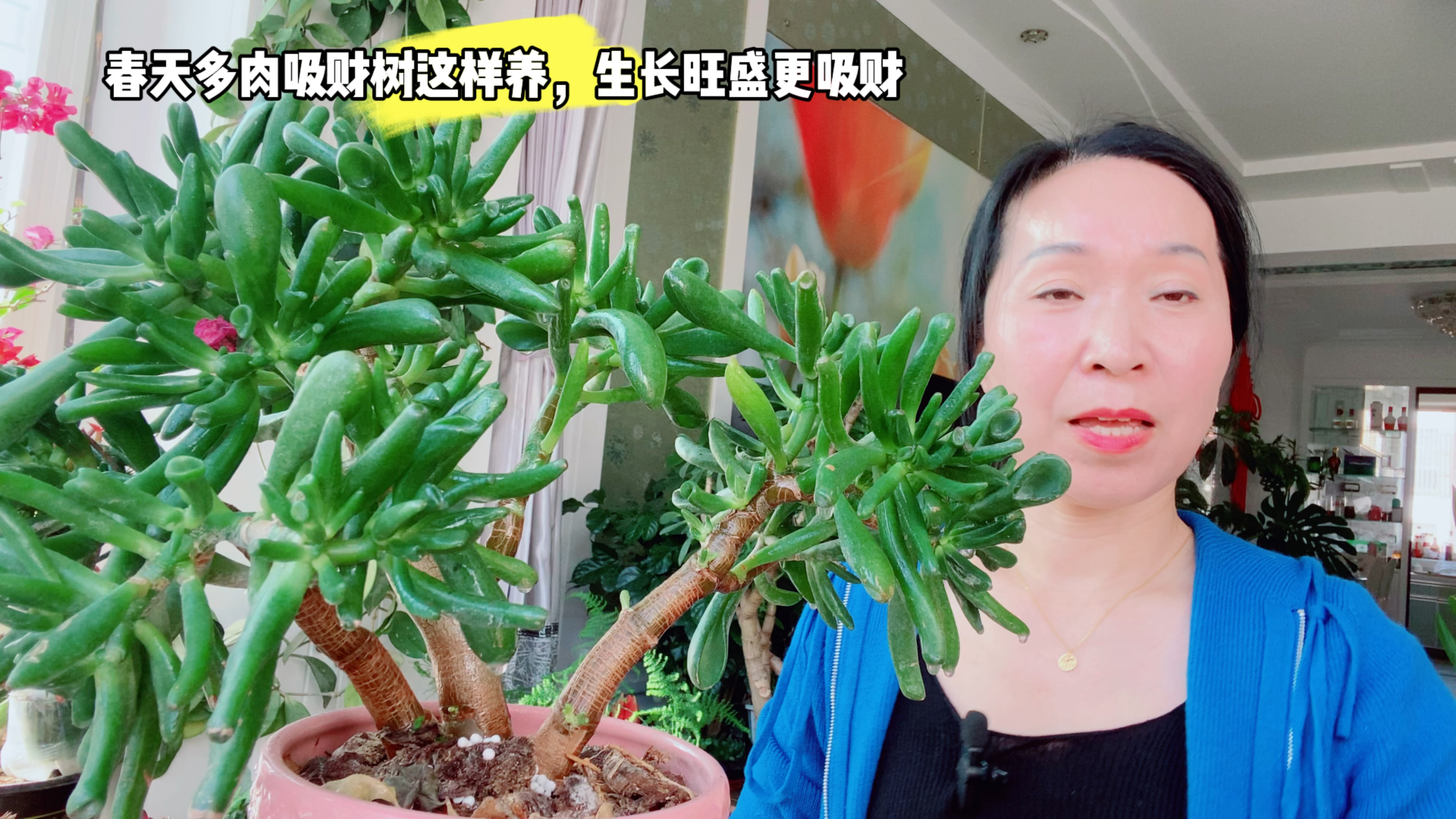 春天吸财树这样养护,生长旺盛更吸财