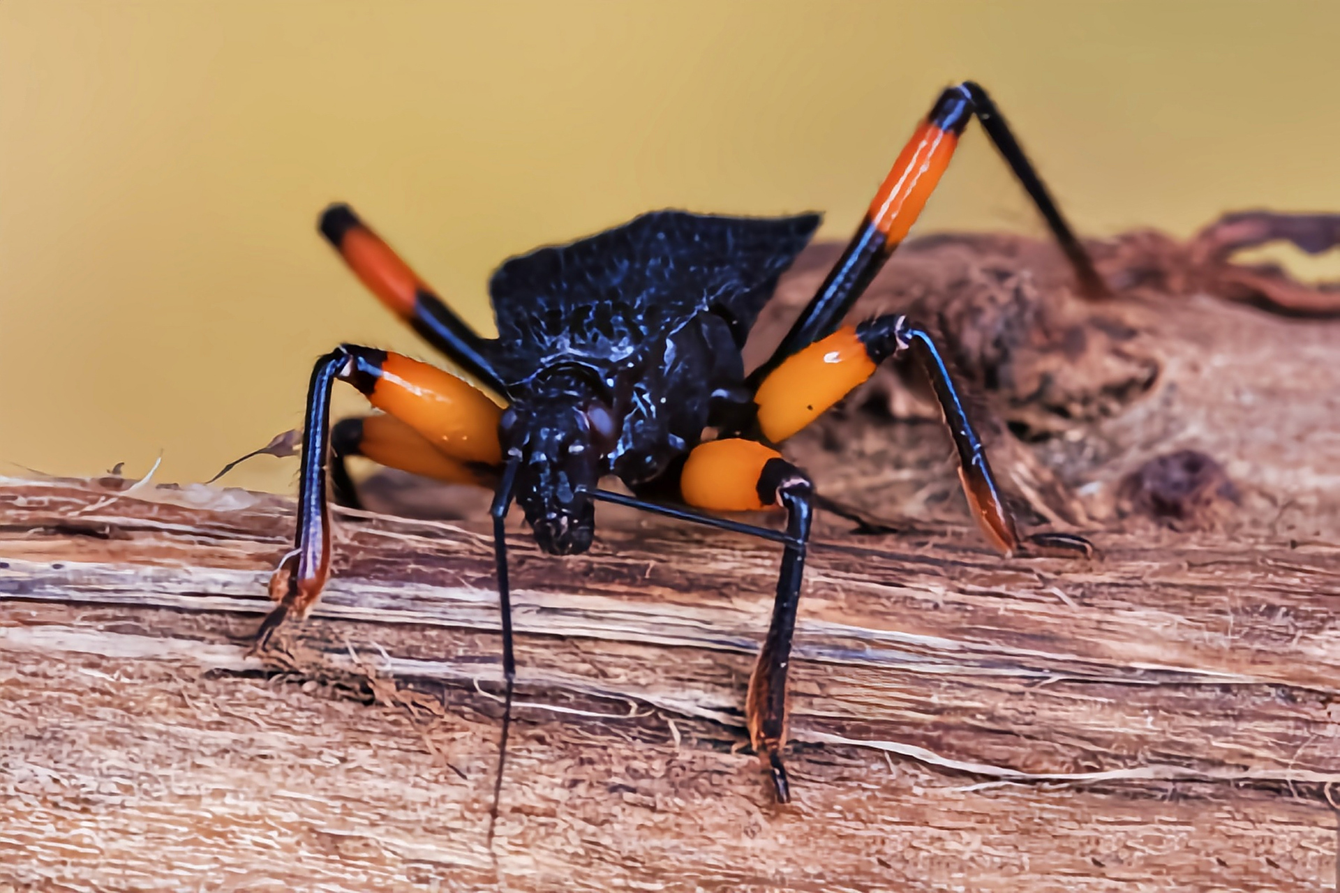 一种昆虫——橙斑猎蝽 橙斑猎蝽别名橙双斑猎蝽,是半翅目,猎蝽科昆虫