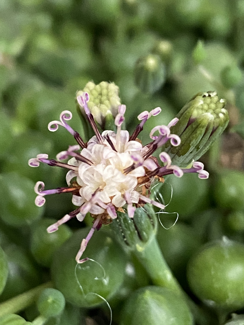 佛珠的花,似古代的蚊帐钩.