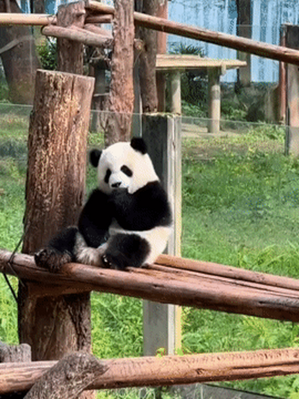 咱就是说,渝爱真的是调皮捣蛋和乖巧可爱无缝衔接的天使宝宝 它就静静