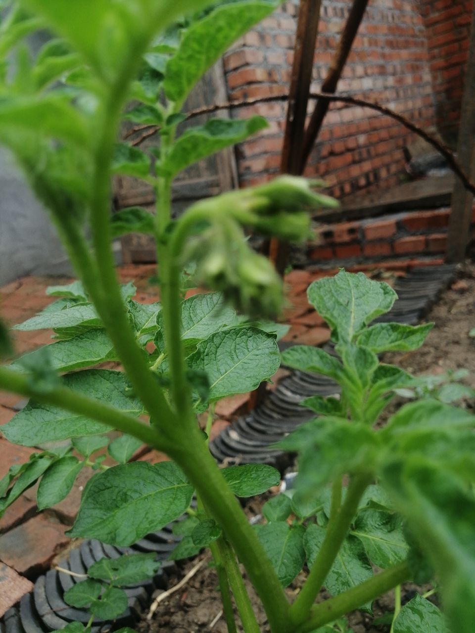 马铃薯开花后结的果子图片