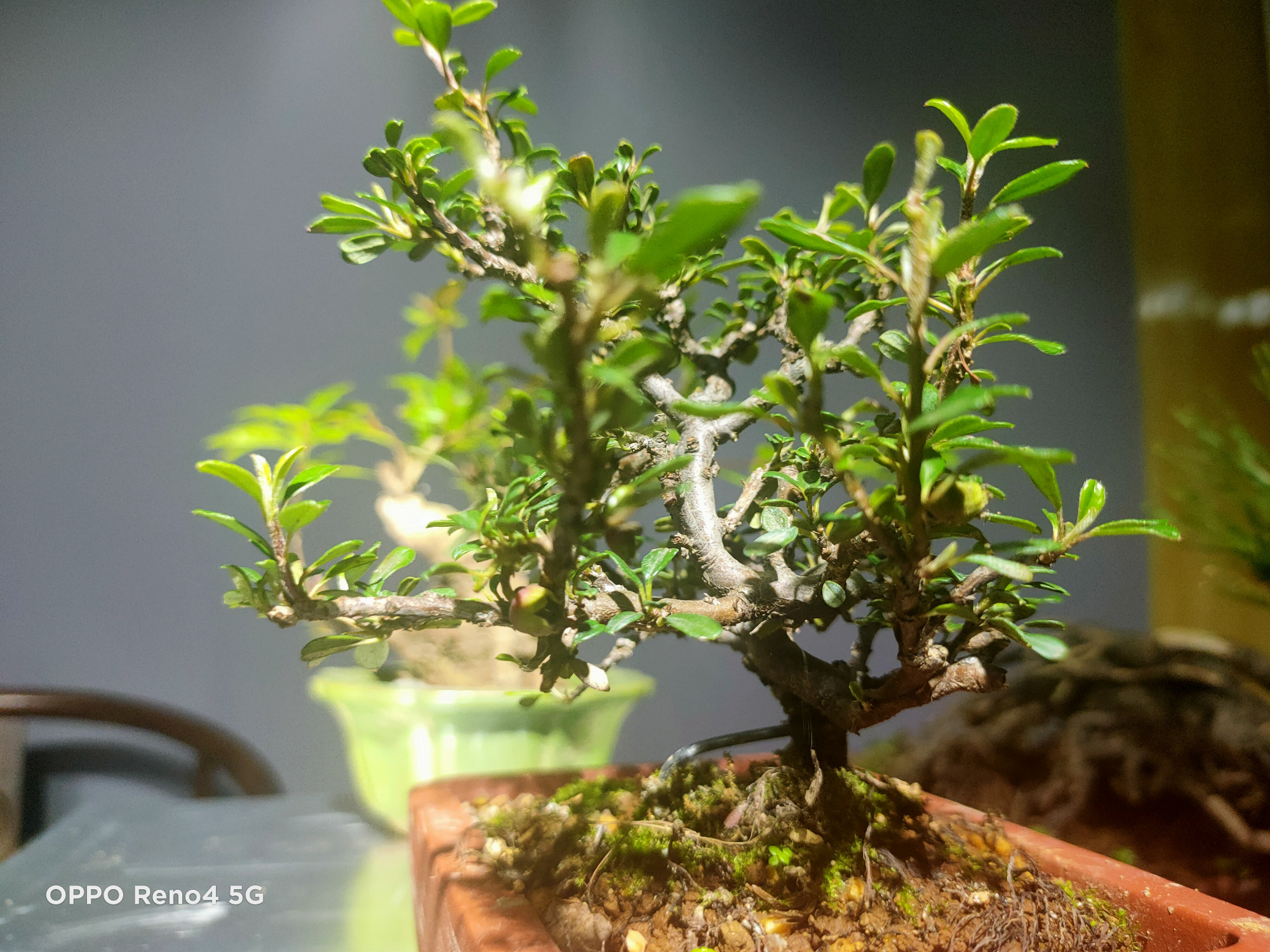 小叶栒子挂果,石榴花