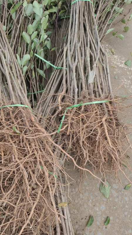 法兰西西梅树苗起苗整理!-度小视