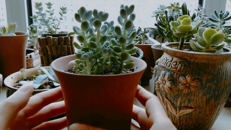 多肉叶片过多必须掰掉,植株变老桩,小芽长得好,叶片扦插