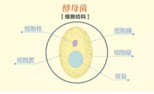酵母菌发酵过程图片