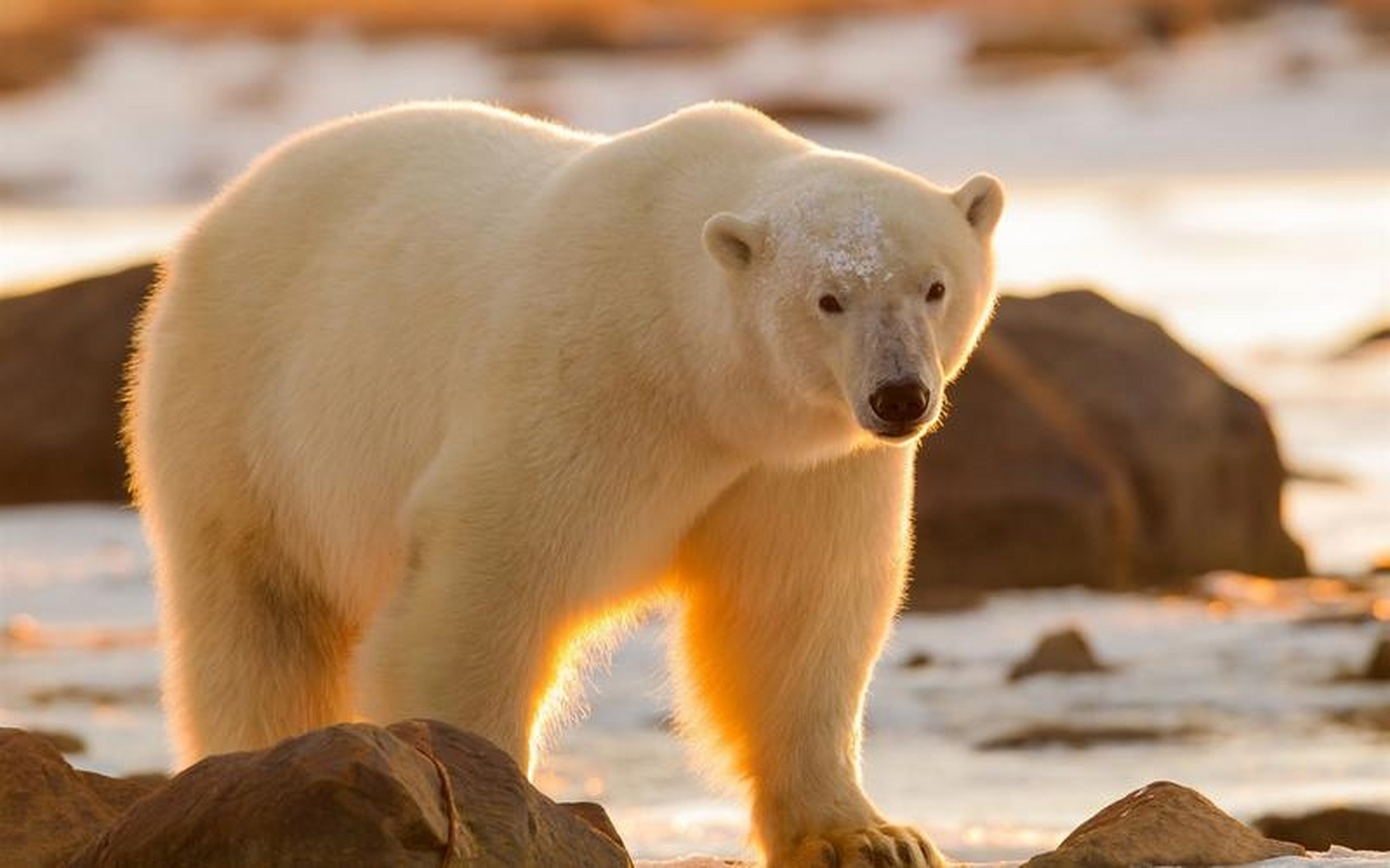 北极熊的皮肤是什么颜色的(北极熊的皮肤是什么颜色的图片)
