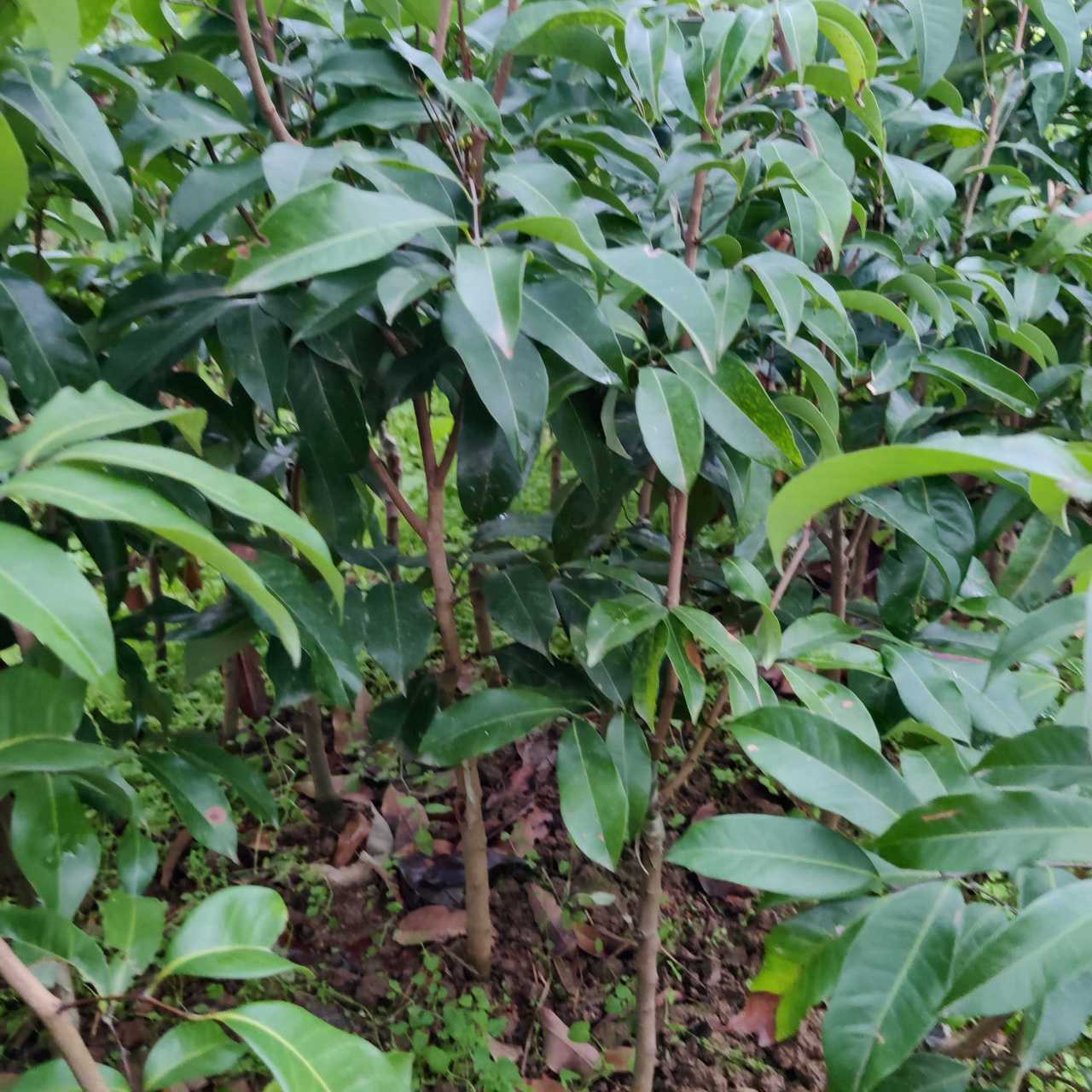 荔枝树苗仙进奉正宗嫁接苗庭院植物1棵包邮水果种苗