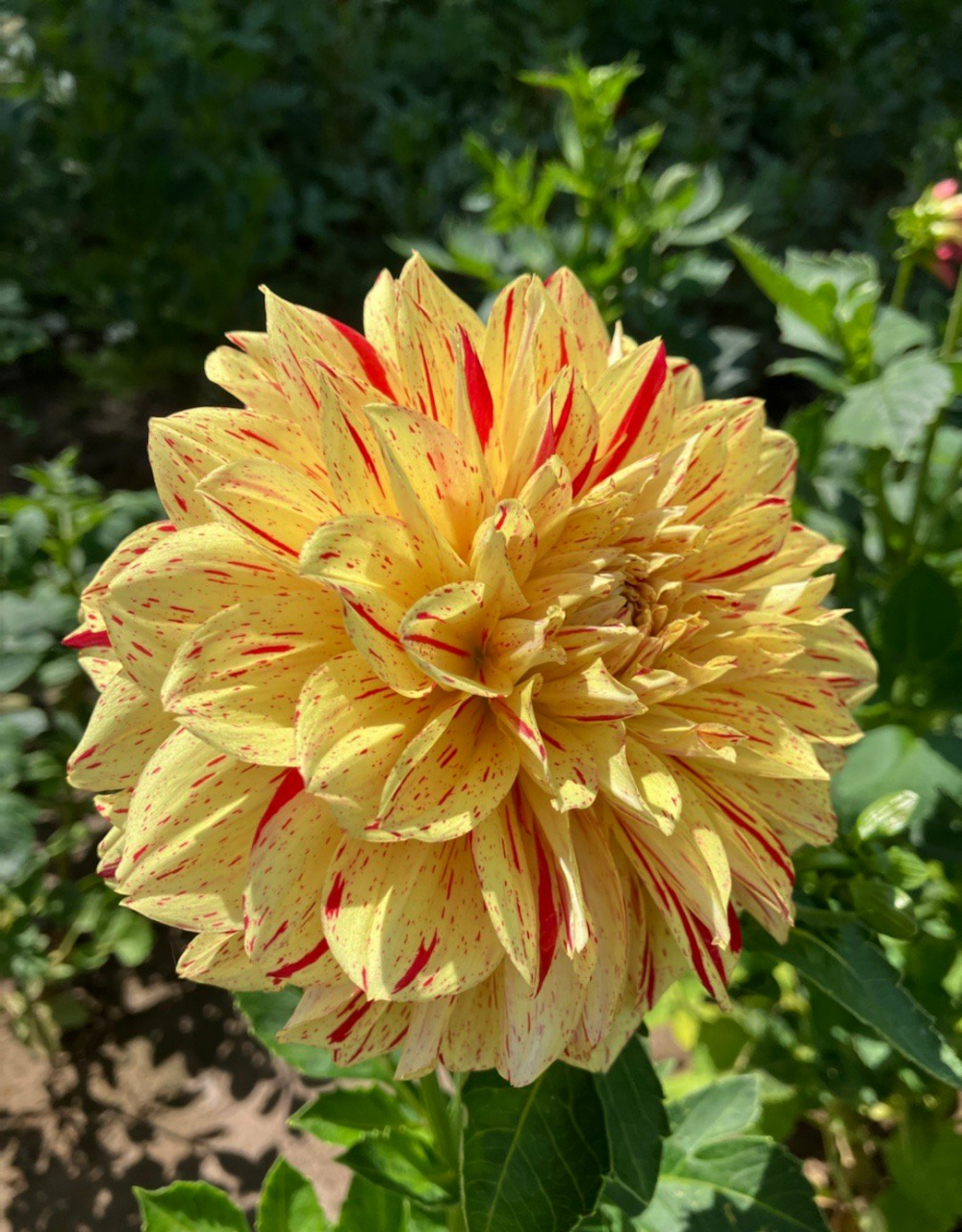 沈阳世博园(沈阳植物园)大丽花展,我丈夫管它叫"二乔大丽花",因为有一